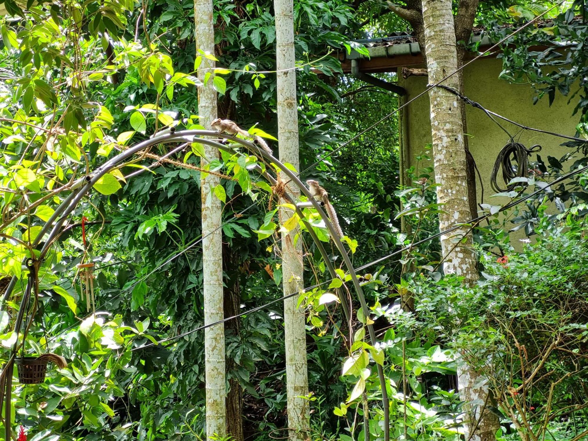 Inn Squirrel's Nest Kandy