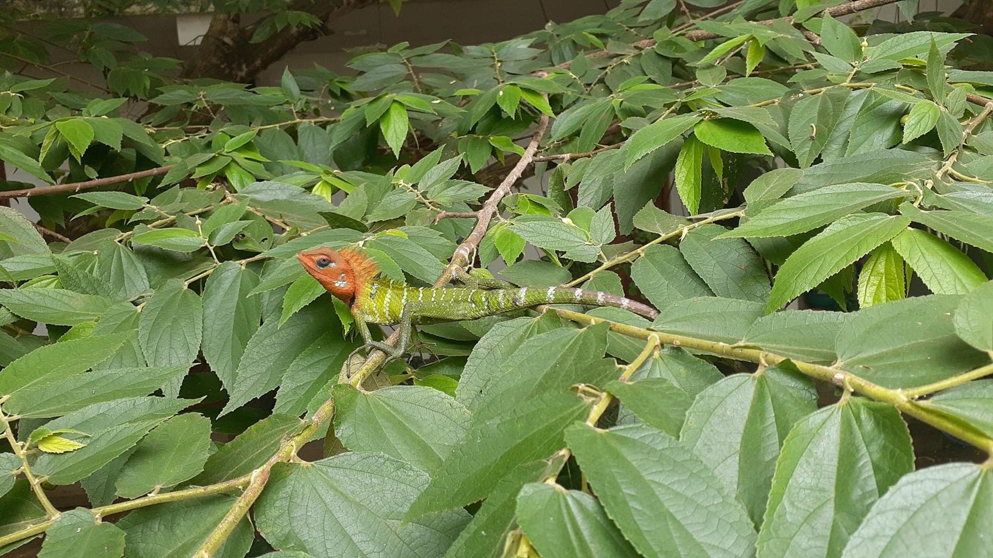 Inside Out Nature * Kandy