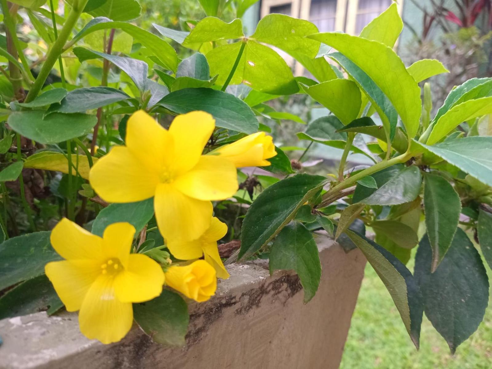 Rajagala Hunnasgiriya * Kandy