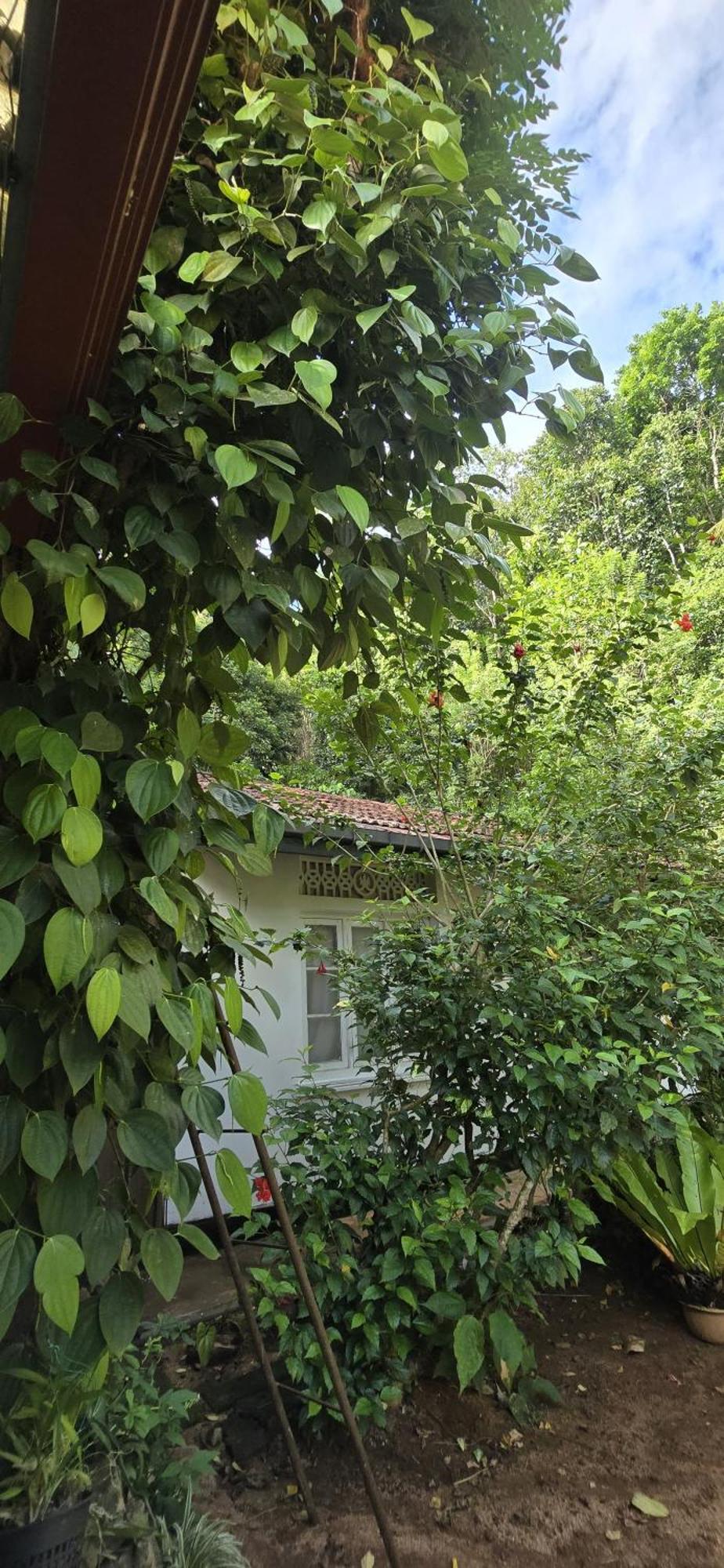 Ceylon Shine * Kandy