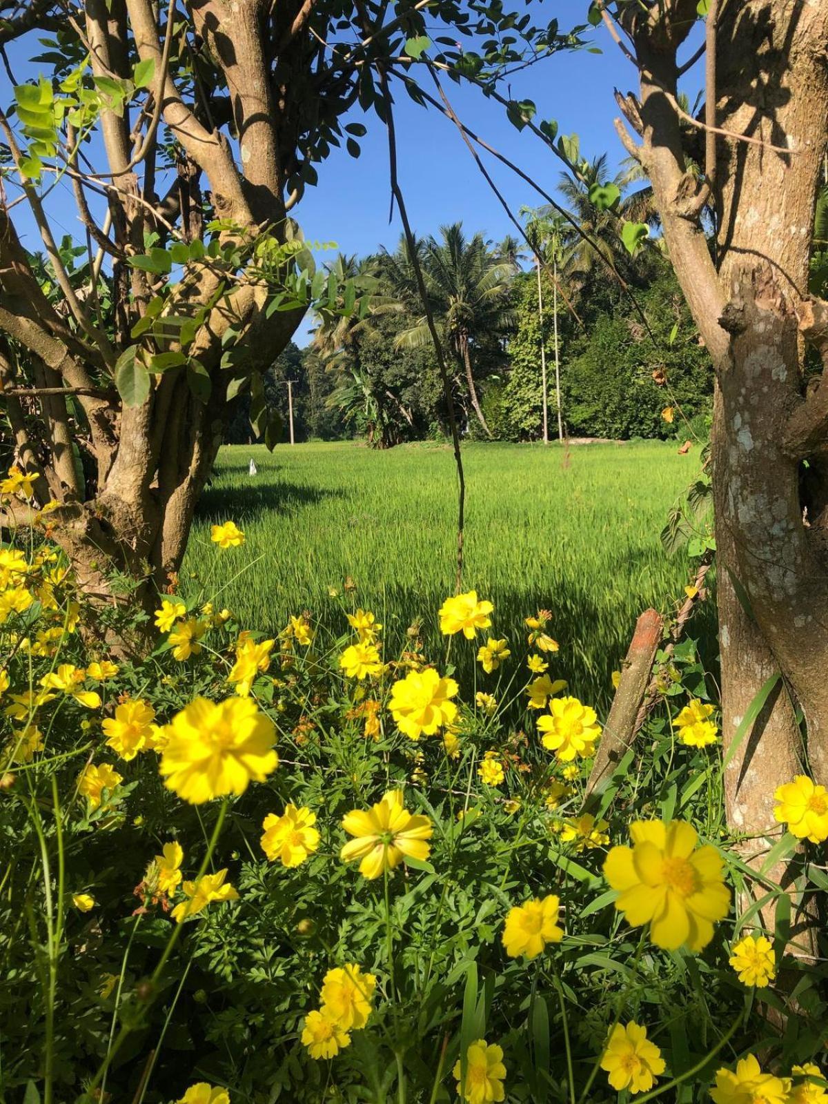 Summerfield Homestay
