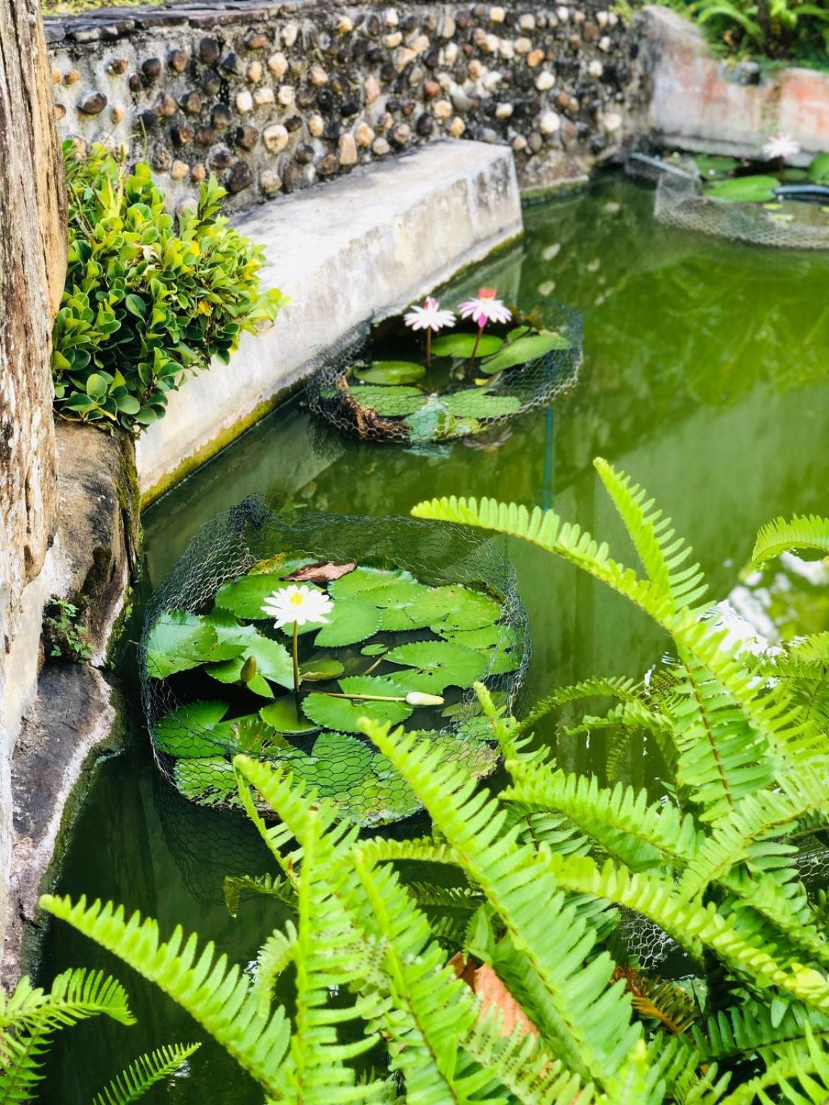 Summerfield Homestay Kandy