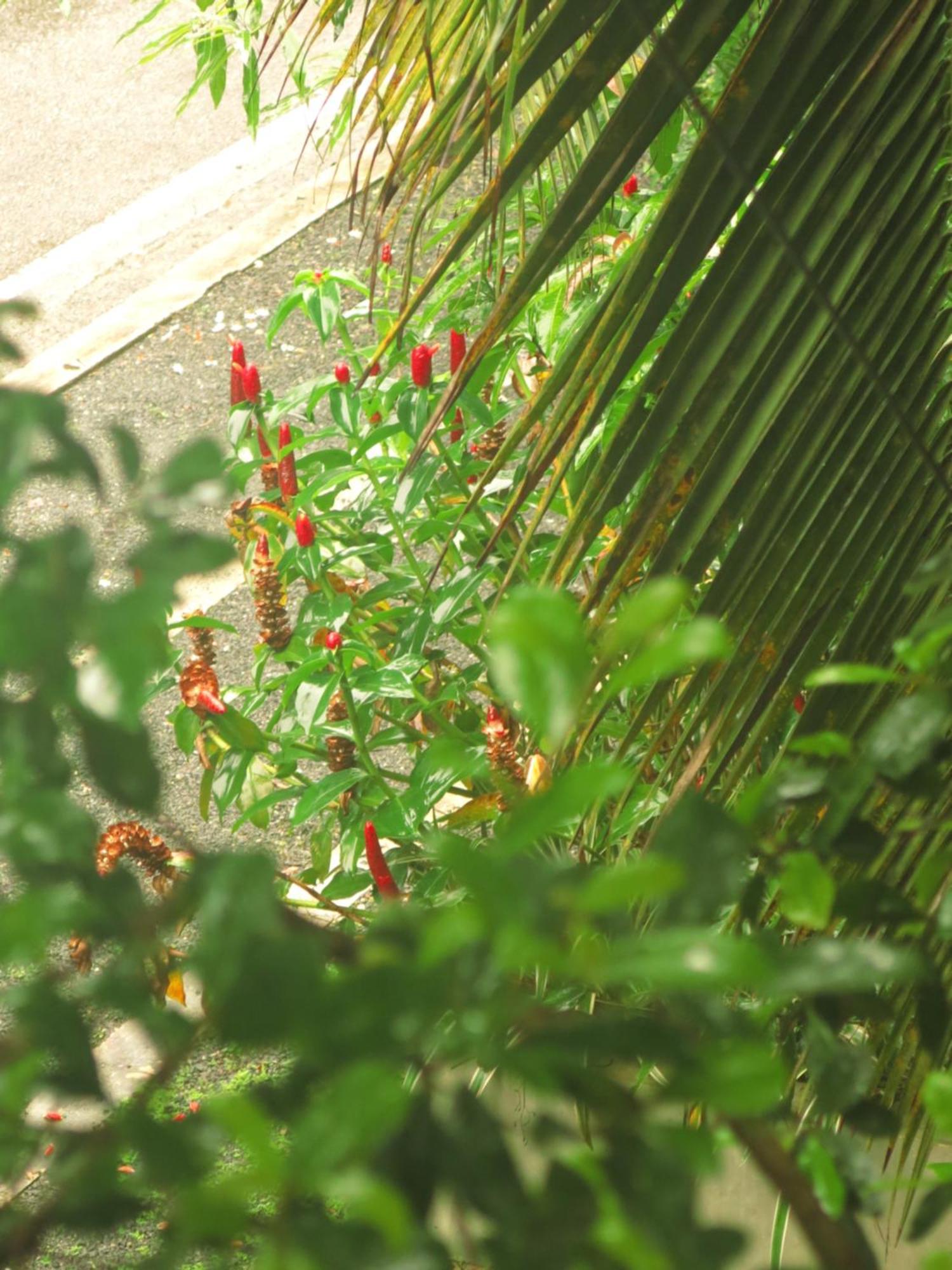 Paradise Itzu *