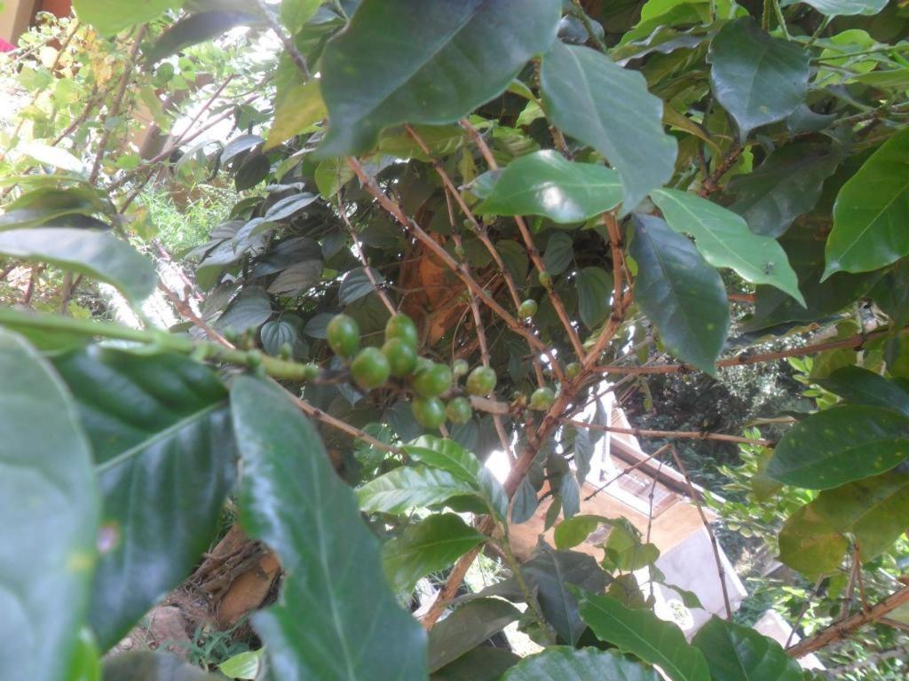 Mahaweli Regent Hotel 3*
