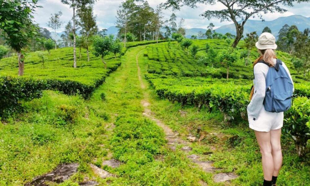 Tea Leaf Retreat Homestay *