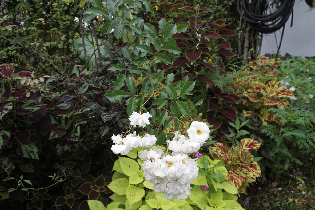 Guest house Primrose Hill Bunglow 3*