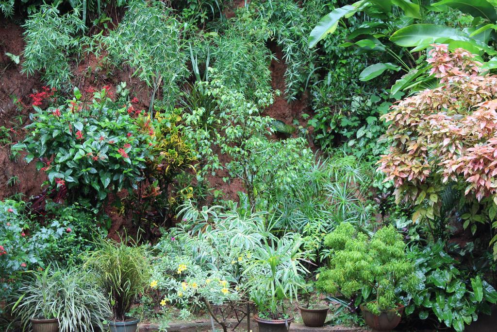 Homestay Anniewatte House