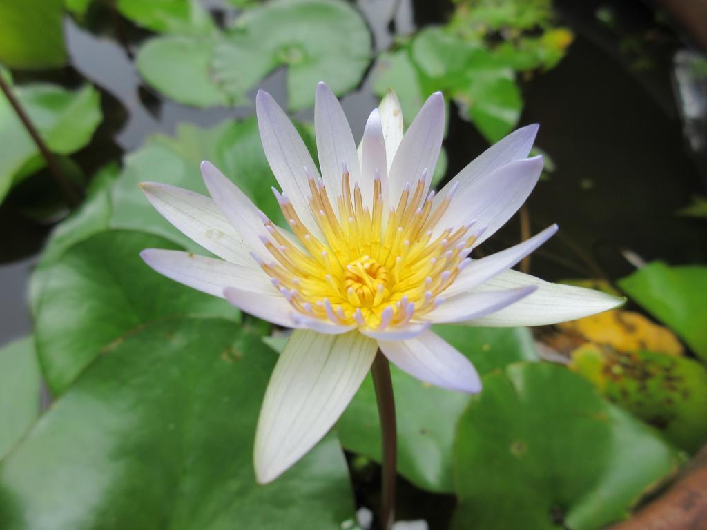 Nature Walk Kandy