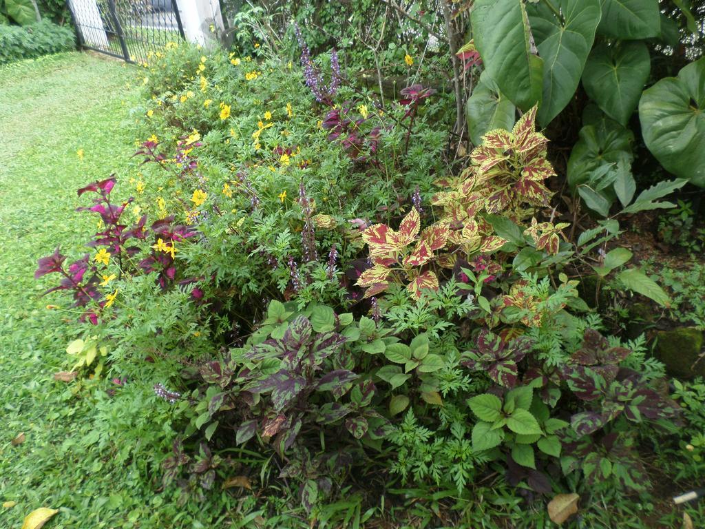 Primrose Hill Bunglow Kandy