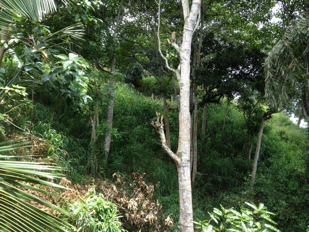 Birds Hill Homestay