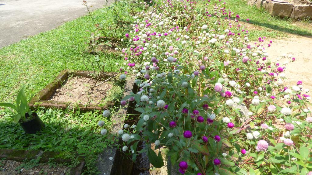 Homestay Royal Exotic Ceylon