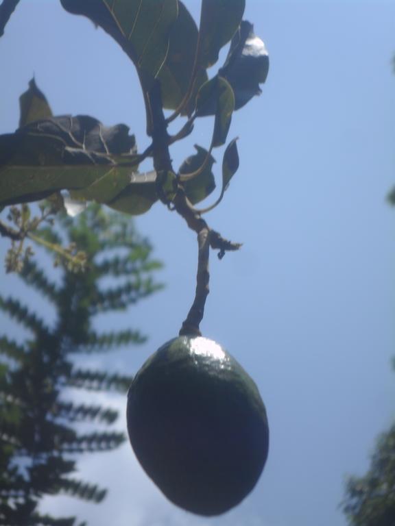 Mahaweli Regent Guest house Kandy