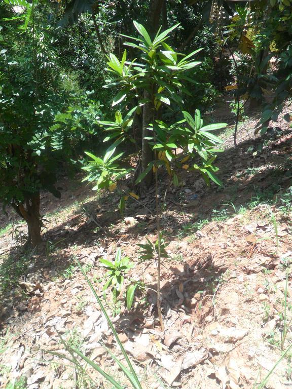 Guest house Mahaweli Regent