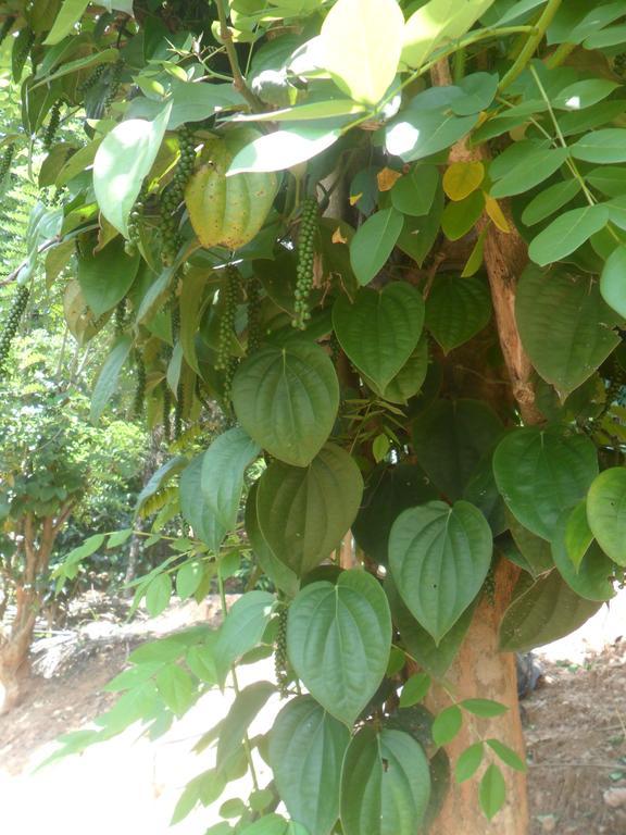 Guest house Mahaweli Regent