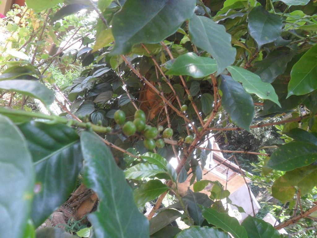 Mahaweli Regent Kandy