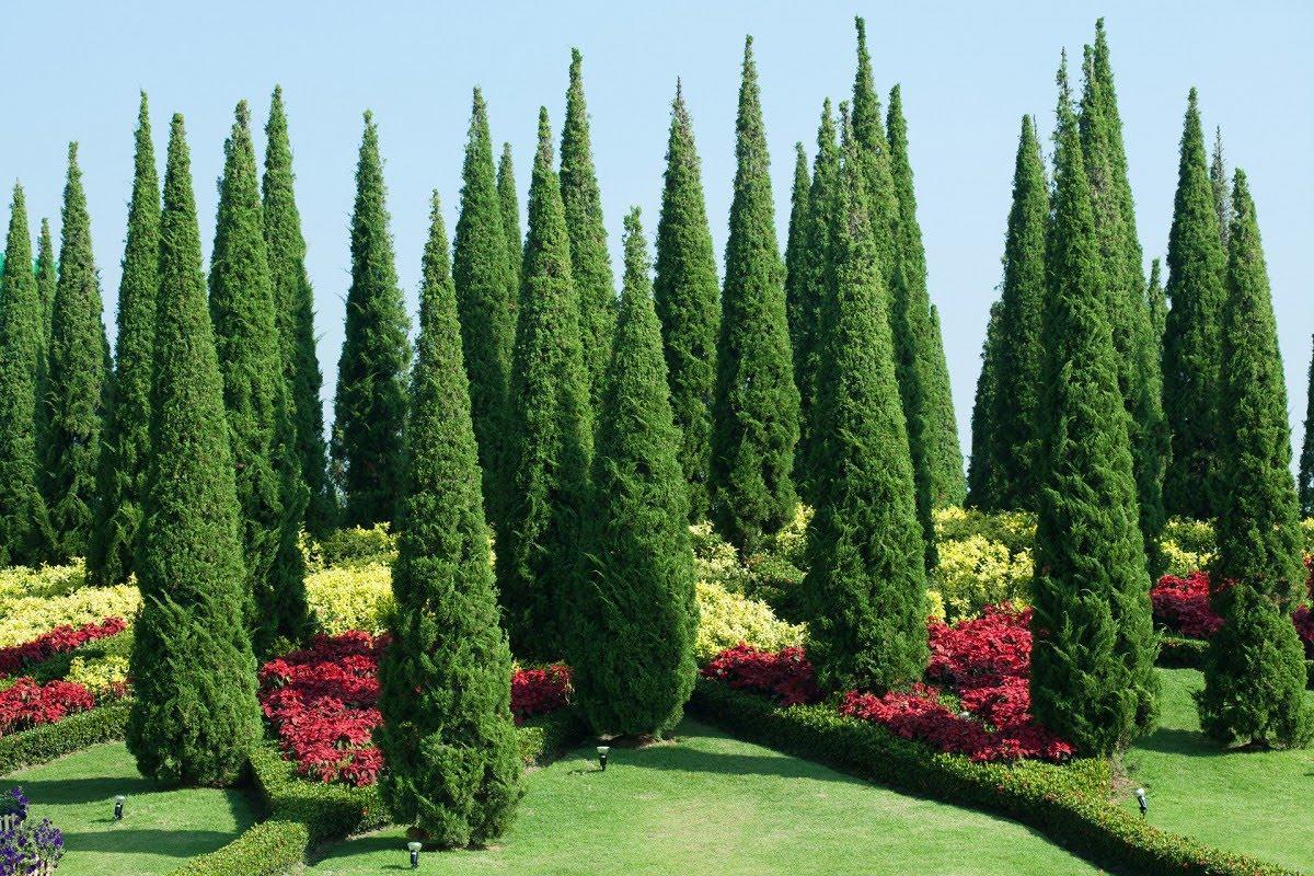 Nature View *