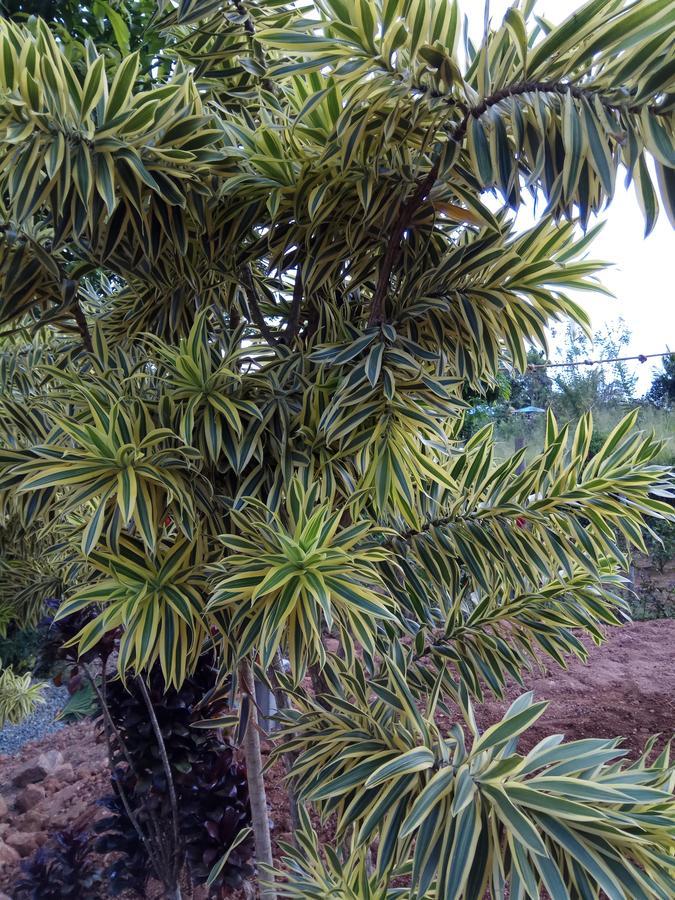 Hanthana Moon Kandy
