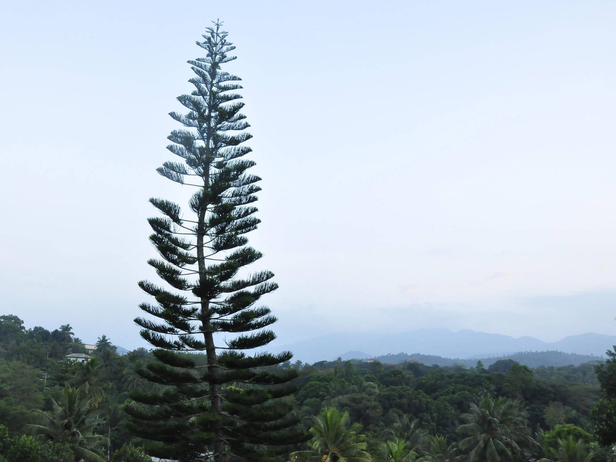 Oyo 386 White Tourist Guest 3* Kandy