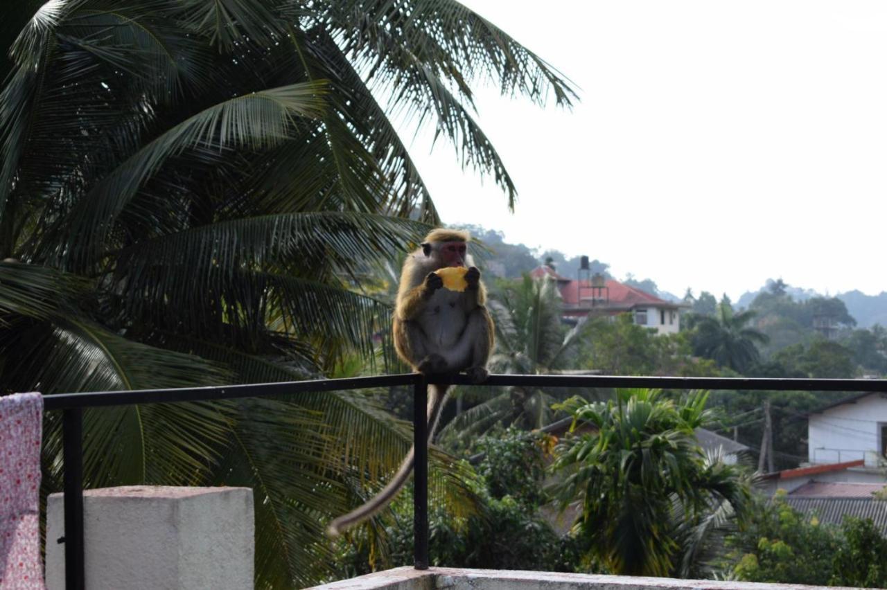 Kandy Backpackers Hostel *