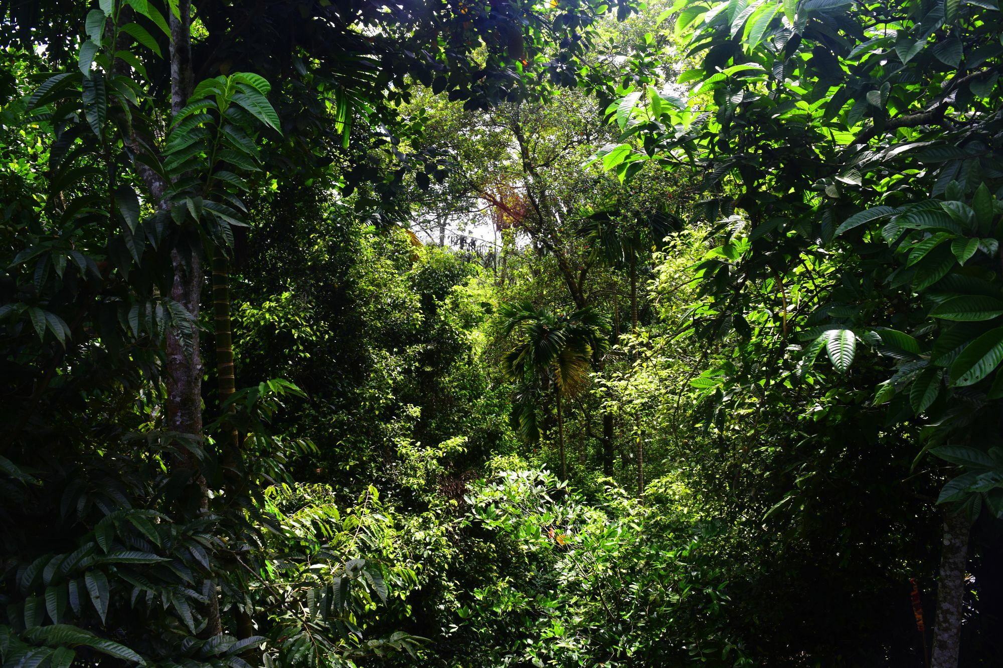 Avaana By Springhills Guest house