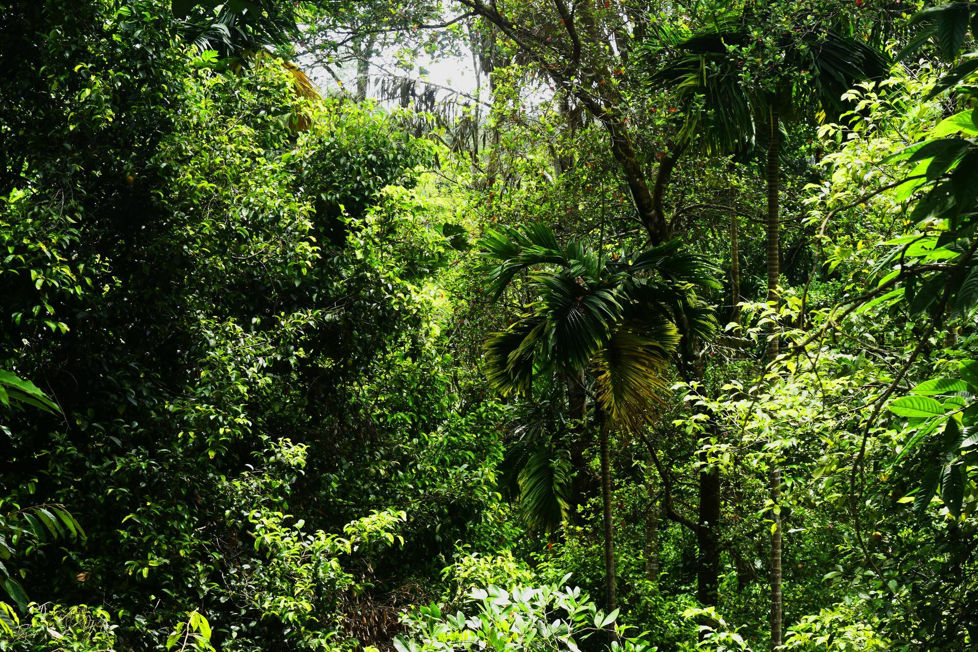 Avaana By Springhills 3*