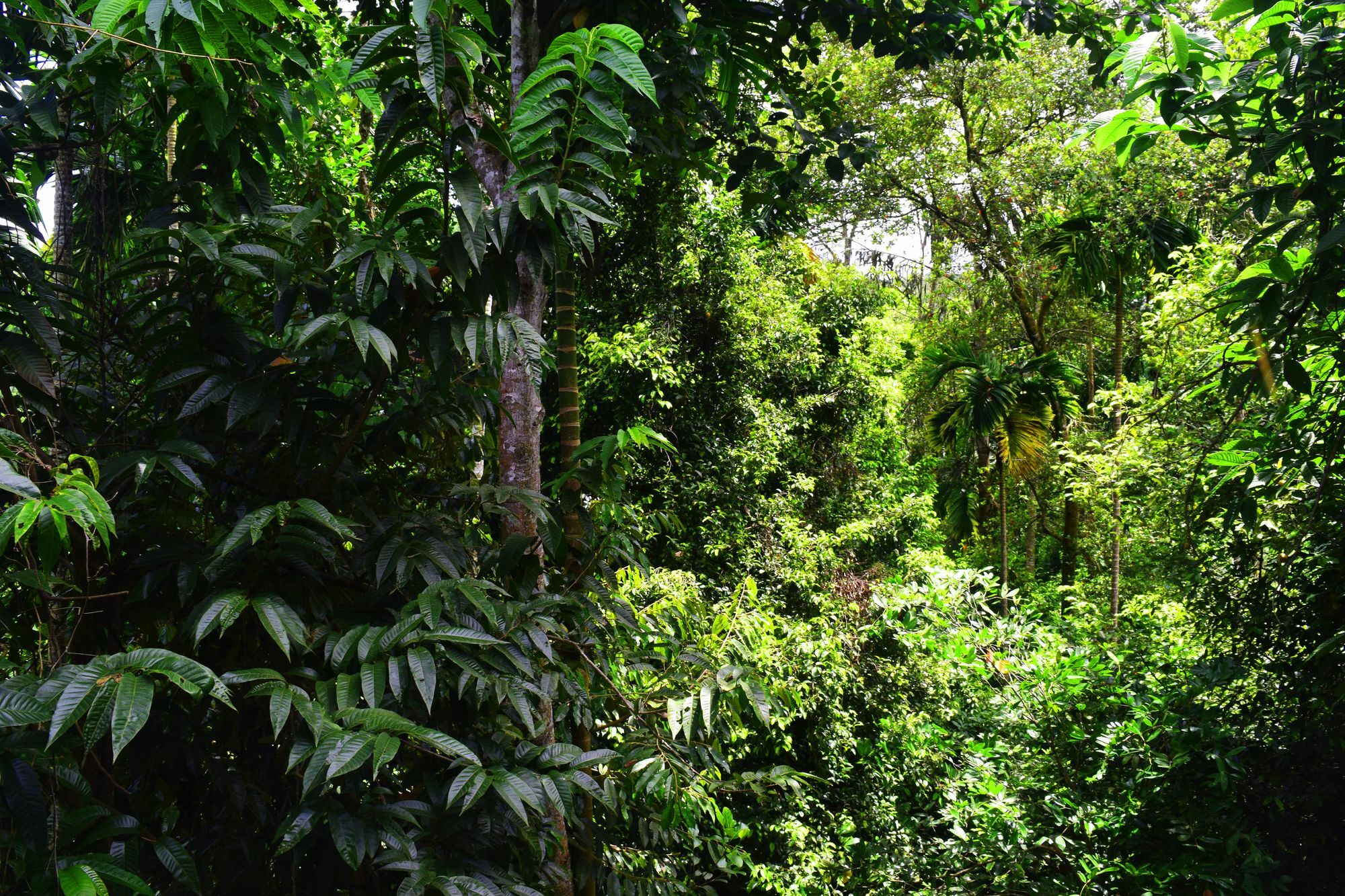 Avaana By Springhills 3* Kandy