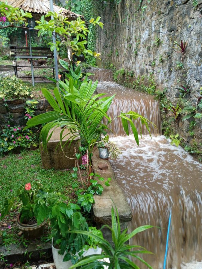 Ivy Banks Kandy