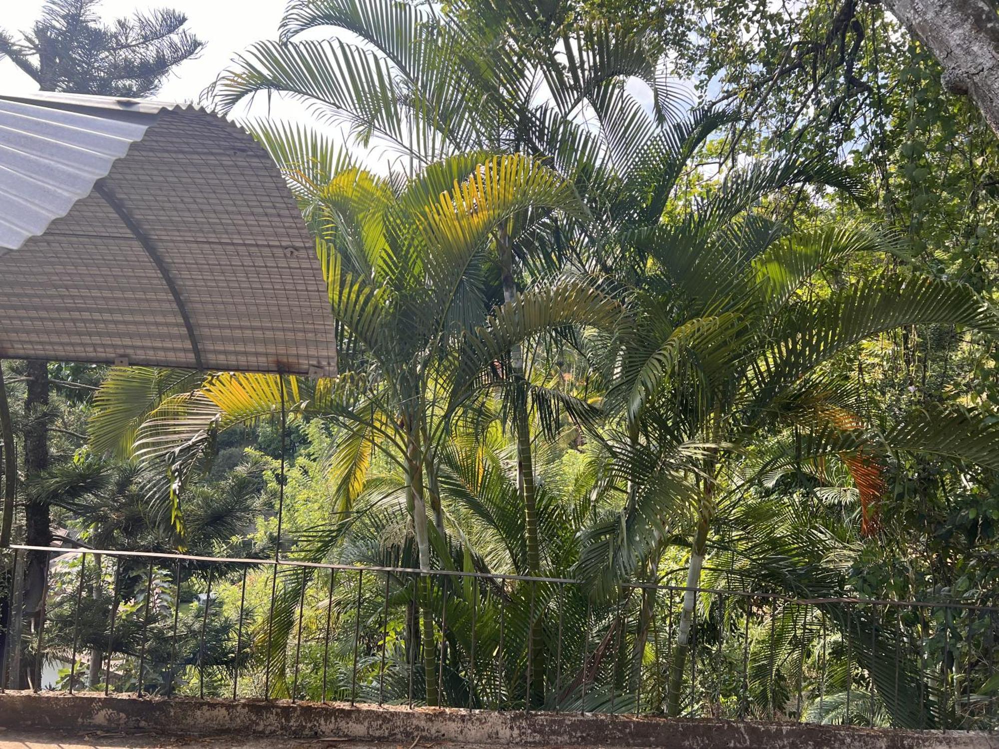 Canopy Homestay