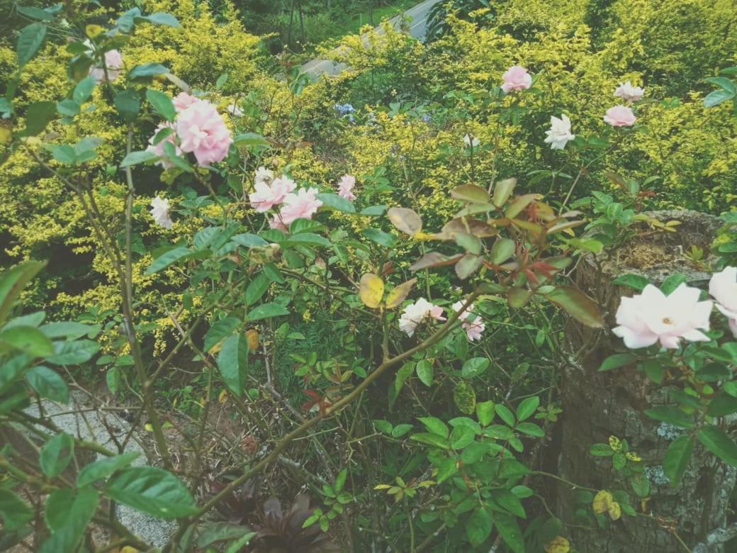 Knuckles Range Bunglow Homestay