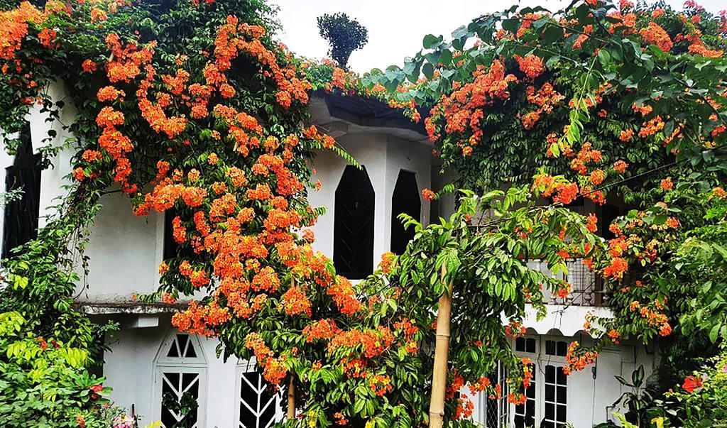 Olivia And Guest house *