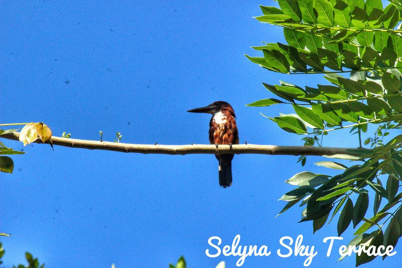 Bed & Breakfast Selyna Sky Terrace Kandy