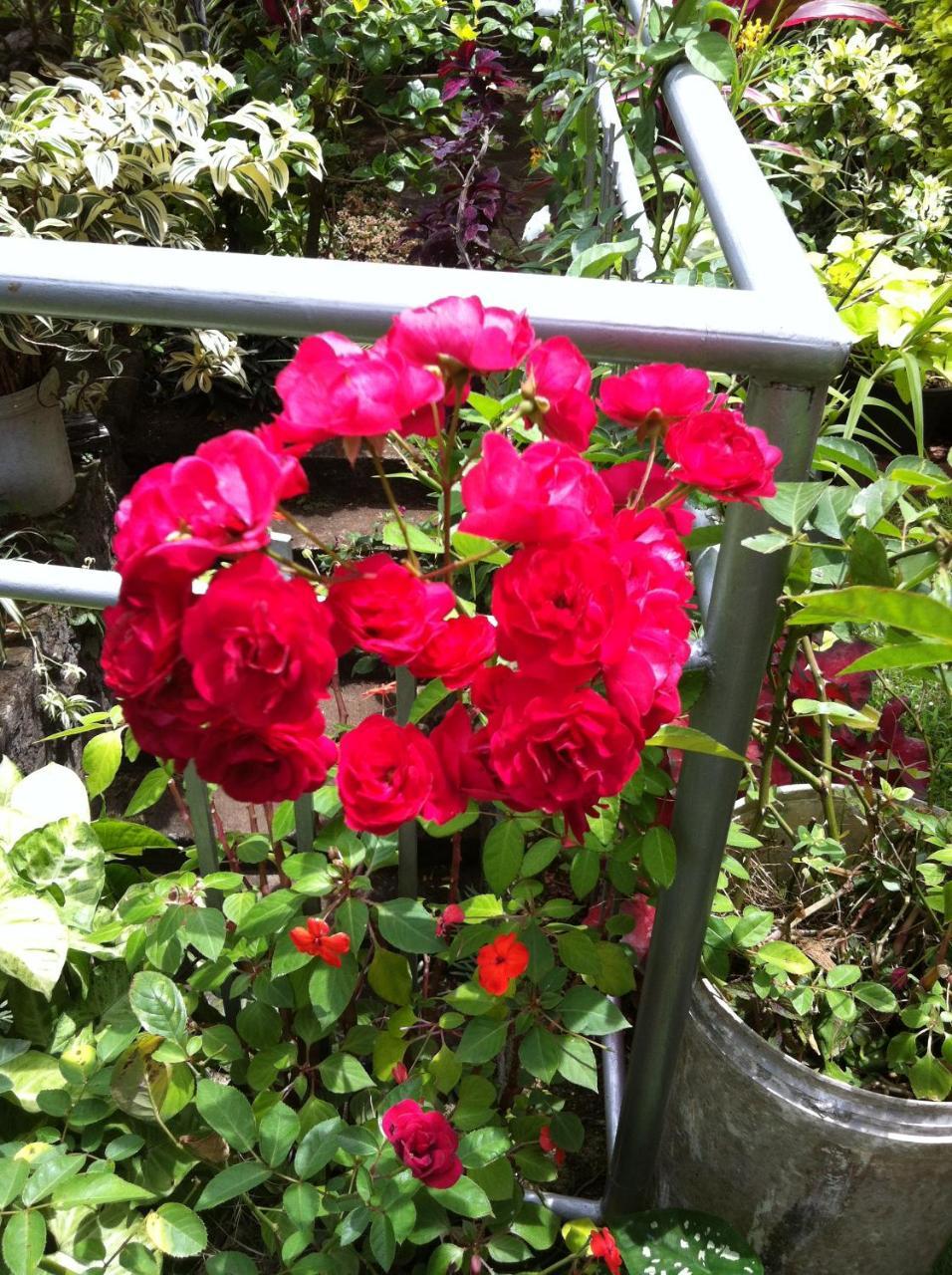 Blossom Rest Guest house
