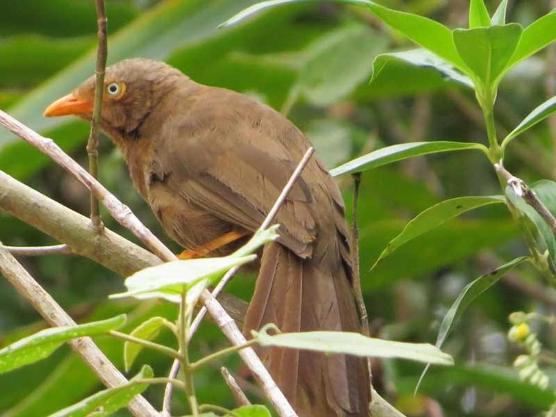 Hotel Deyon's Nature Castle Kandy